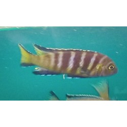 Metriaclima melissa Chitande IslandF1 6-9cm  élevage Malawi