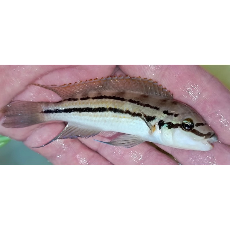 copy of copy of copy of copy of Julidochromis ornatus Kasanga 5-6cm