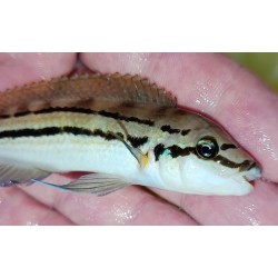 copy of copy of copy of copy of Julidochromis ornatus Kasanga 5-6cm