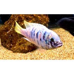 Metriaclima zebra Chiwi Mcat avec fem OB Elevage. Elevage