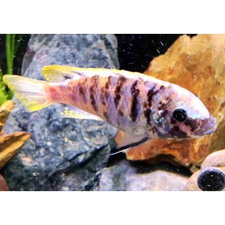 Metriaclima zebra Chiwi Mcat avec fem OB Elevage. Elevage