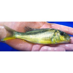 copy of Buccochromis rhoadesii 9-11cm - Rare!