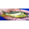 copy of Buccochromis rhoadesii 9-11cm - Rare!