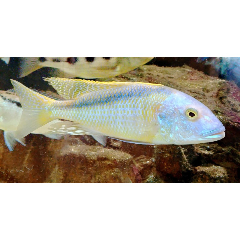 copy of Buccochromis rhoadesii 9-11cm - Rare!