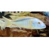 Buccochromis rhoadesii 10-13cm élevage