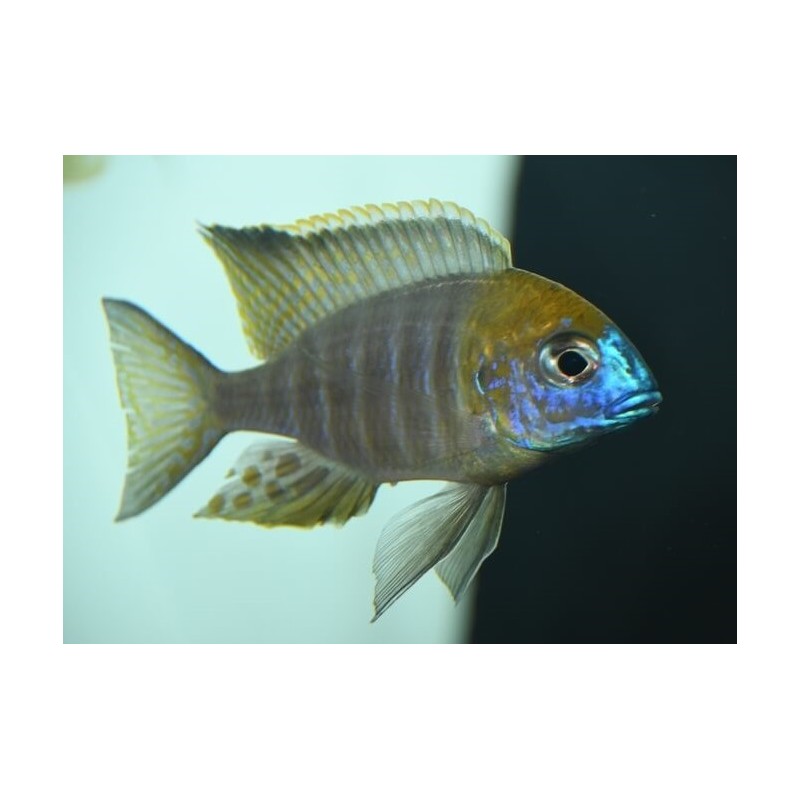 Lethrinops sp. yellow collar Harbour (Gold harbour)  7-9cm