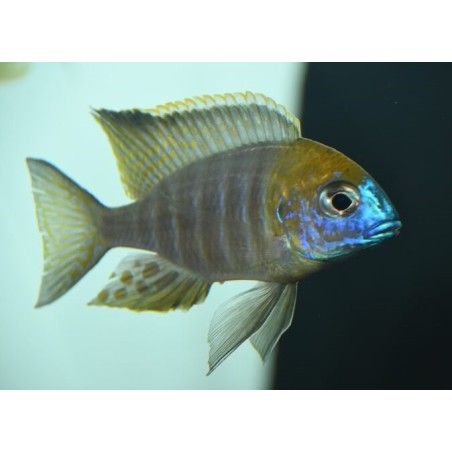 Lethrinops sp. yellow collar Harbour (Gold harbour)  7-9cm