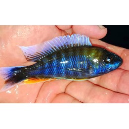 Aulonocara jacobfreibergi Cap Maclear – cichlidé Malawi bleu aux reflets orangés