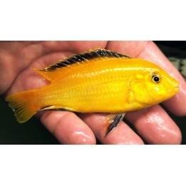 Labidochromis caeruleus Lion's Cove – cichlidé Mbuna jaune du lac Malawi 6-8 cm