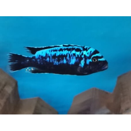 Metriaclima sp.msobo Magunga XXL 10-12cm élevage