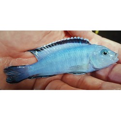 Pseudotropheus socolofi Mara Point 8-10cm élevage