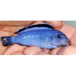 Pseudotropheus socolofi Mara Point 8-10cm élevage