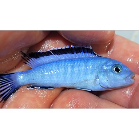 Pseudotropheus socolofi Mara Point 8-10cm élevage