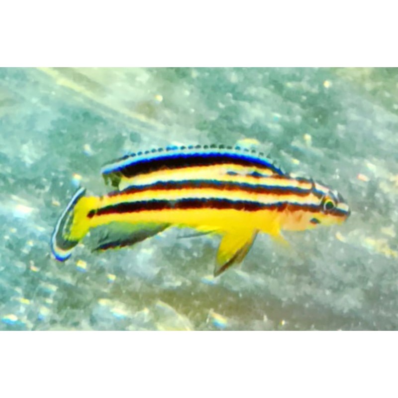 copy of copy of Julidochromis ornatus Kasanga 5-6cm