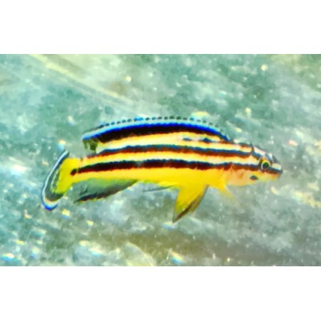 copy of copy of Julidochromis ornatus Kasanga 5-6cm