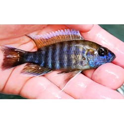 Aulonocara jacobfreibergi Boadzulu 6-9 cm – Cichlidé Malawi