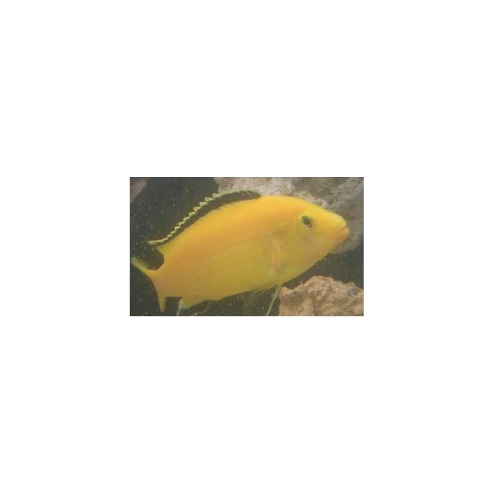 Labidochromis caeruleus Lion's Cove – poisson jaune cichlidé du lac Malawi