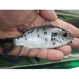 Sarotherodon melanotheron heudelotii