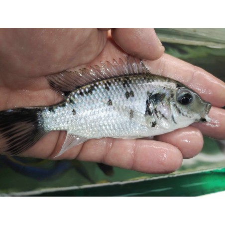 Sarotherodon melanotheron heudelotii 8-10cm