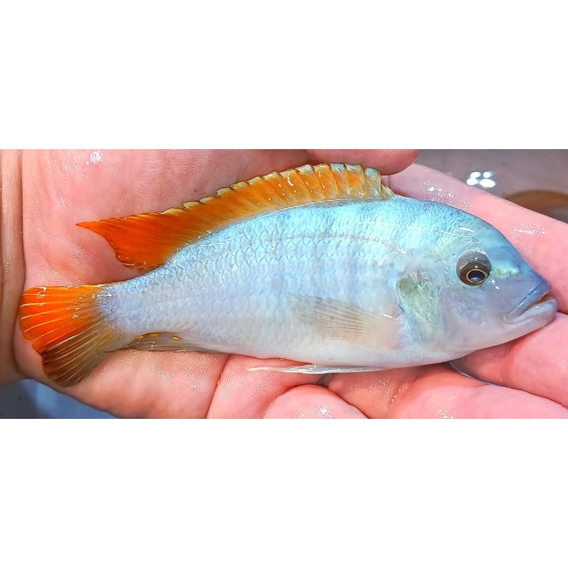 Metriaclima greshakei Makokola reef F1 7-9cm