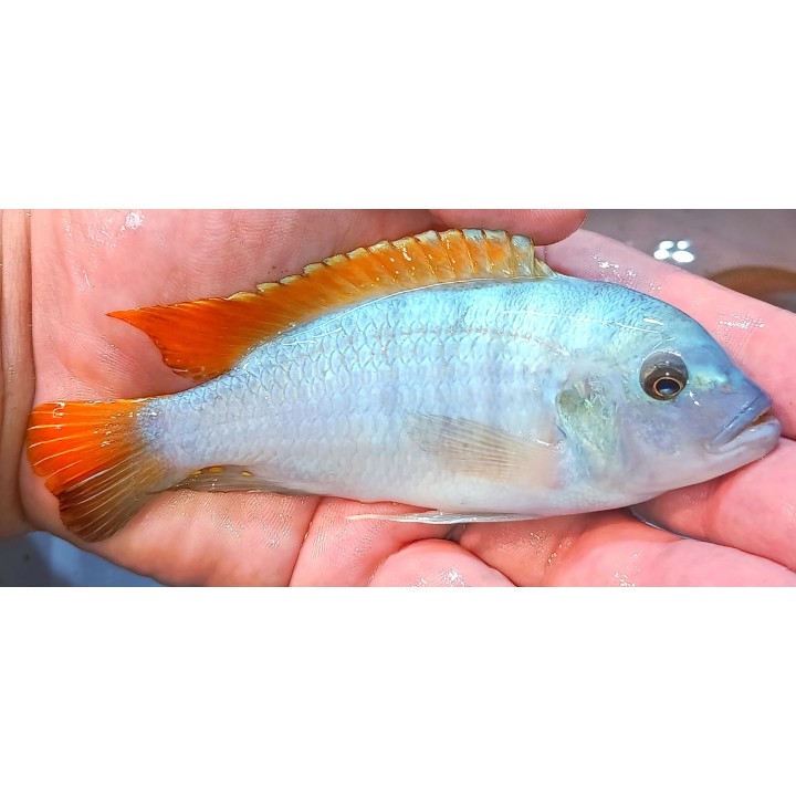 Metriaclima greshakei Makokola Reef F1 – cichlidé Malawi bleu et orange 7-9 cm