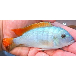 Metriaclima greshakei Makokola Reef F1 – cichlidé Malawi bleu et orange 10-14 cm