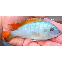 Metriaclima greshakei Makokola reef F1 10-14cm élevage