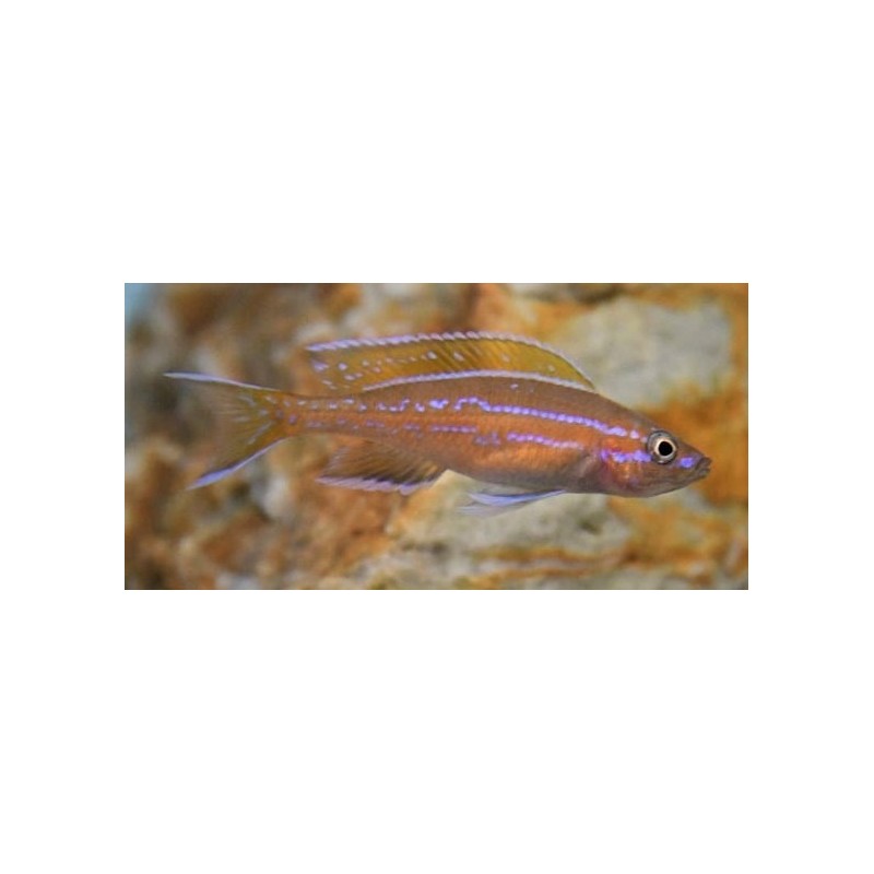 Paracyprichromis nigripinnis Chituta F1 Tanganyika