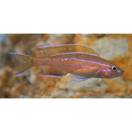 Cyphotilapia gibberosa blue Kipili