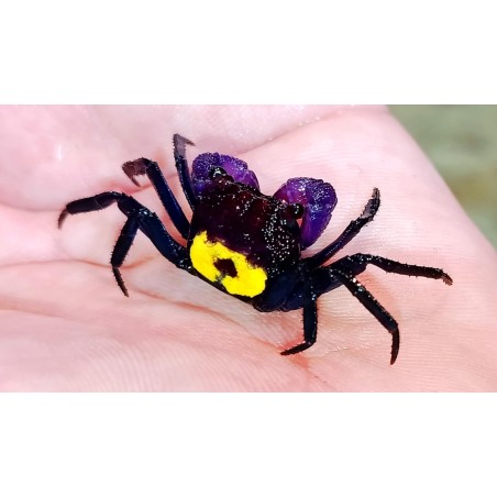 Crabe vampire Geosesarma dennerle violet à dos jaune2-3cm aquarium