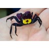 Crabe vampire Geosesarma dennerle violet à dos jaune2-3cm aquarium
