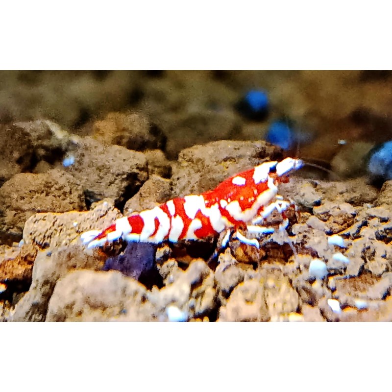Caridina fancy Red tiger cantonensis, crevette Nano aquarium