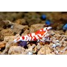 Caridina fancy Red tiger cantonensis, crevette Nano aquarium