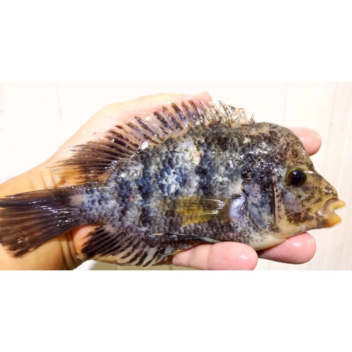 Amphilophus citrinellum Solentiname Nicaragua classique Orange Marmelade