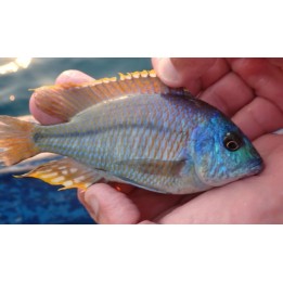 Protomelas similis – cichlidé Malawi 8-11 cm