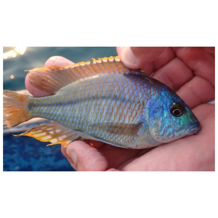 Protomelas similis – cichlidé Malawi 8-11 cm