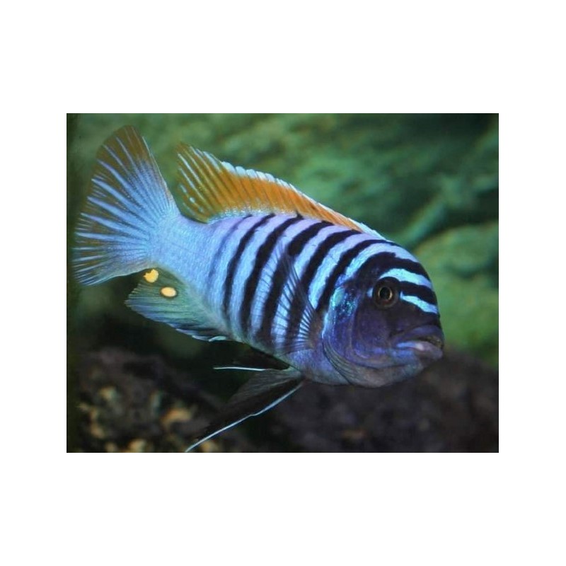 copy of copy of Metriaclima pyrsonotos Nakantenga F1 5-7cm mâle O avec femelles O