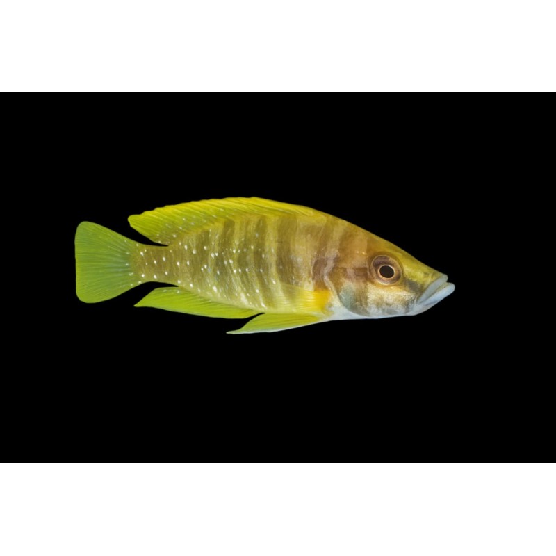 Altolamprologus calvus yellow Nkamba bay F1 Cichlidés Tanganyika
