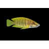 Altolamprologus calvus yellow Nkamba bay F1 Cichlidés Tanganyika