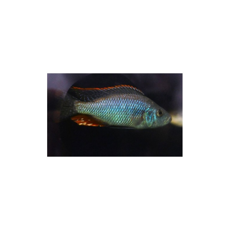 Dimidiochromis strigatus 10-12cm