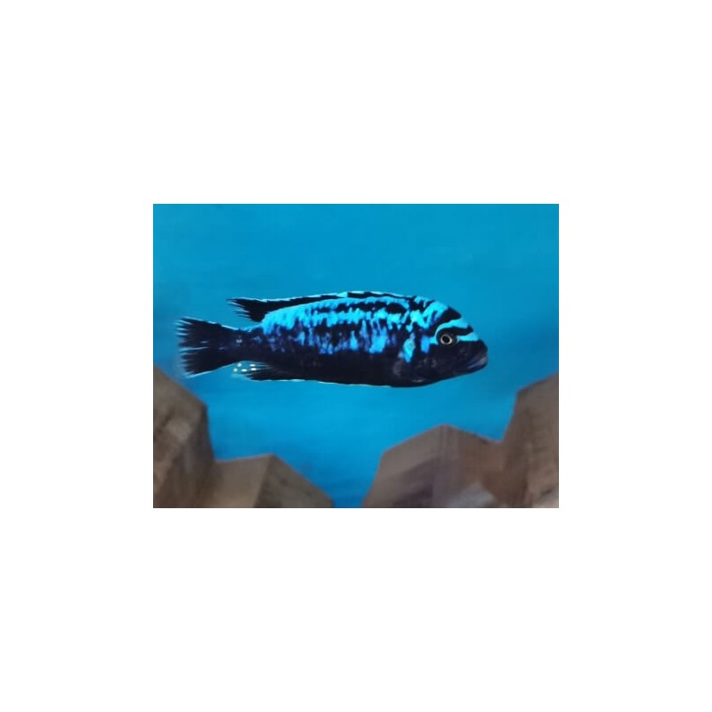 Metriaclima sp.msobo Magunga 4-5cm élevage