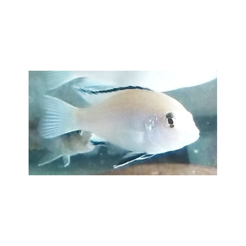 Labidochromis caeruleus Nkhata bay 3-5cm