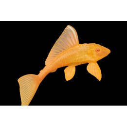 Glyptoperichthys gibbiceps Gold 10-12 cm | NeoTropic