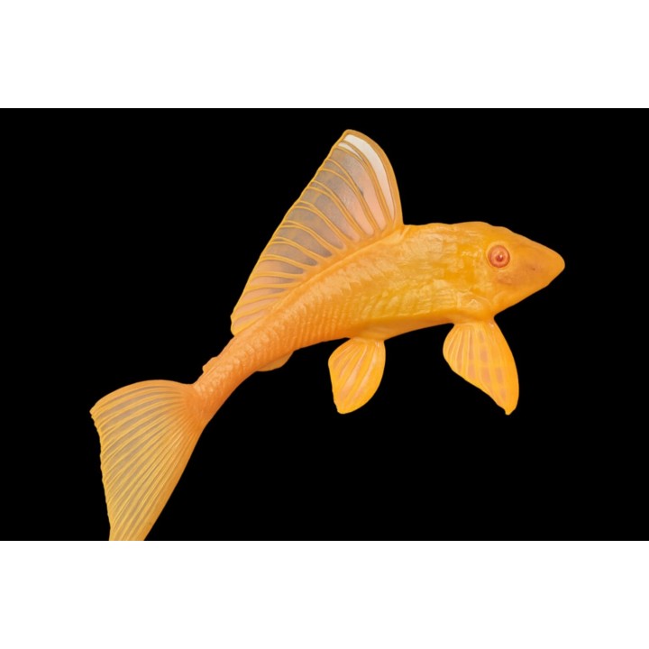 Glyptoperichthys gibbiceps gold