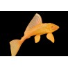 Glyptoperichthys gibbiceps gold, poisson nettoyeur Magasin