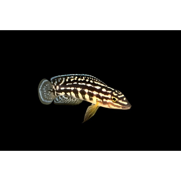 Julidochromis marlieri Bemba F1 6-9 cm | NeoTropic