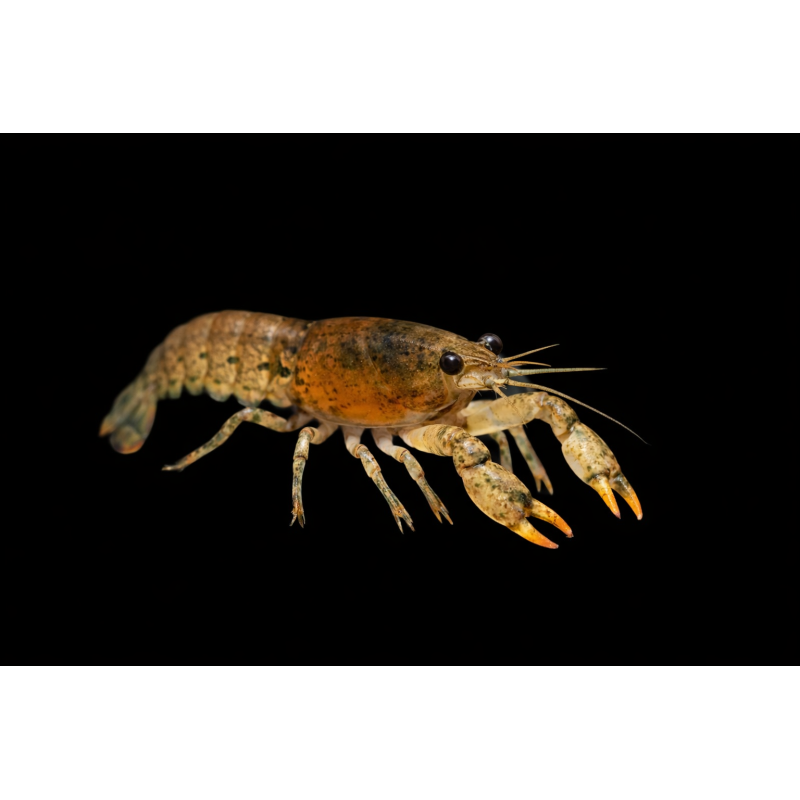 Cambarellus texanus (écrevisses naines) 2cm ecrevisses-naines aquarium