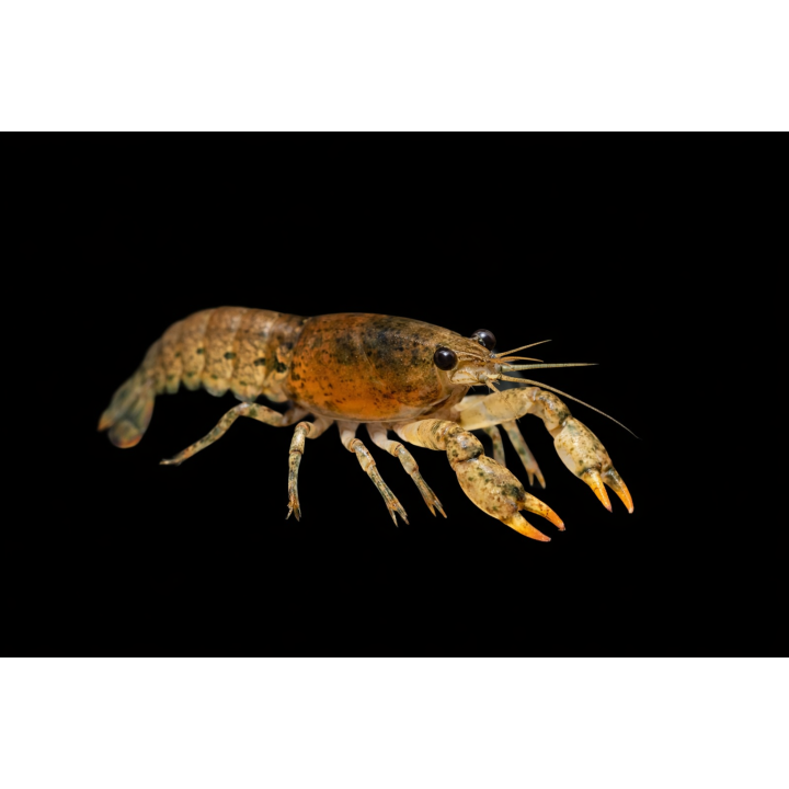 Texas Dwarf Crayfish – Cambarellus texanus | NeoTropic