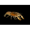 Cambarellus texanus (écrevisses naines) 2cm ecrevisses-naines aquarium
