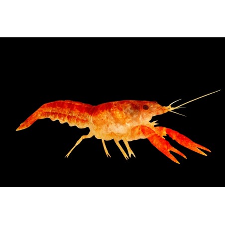 cambarellus patzcuarensis orange CPOecrevisses-naines aquarium